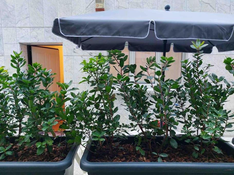 Con Terrazzo Appartamento