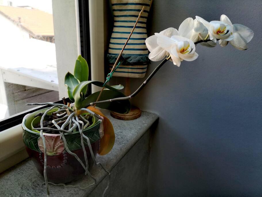 Lejlighed Cozy With Garden Terrace *