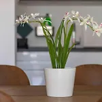 Bright House - Carozzi Apartments