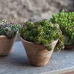 Il Filo D\'Erba