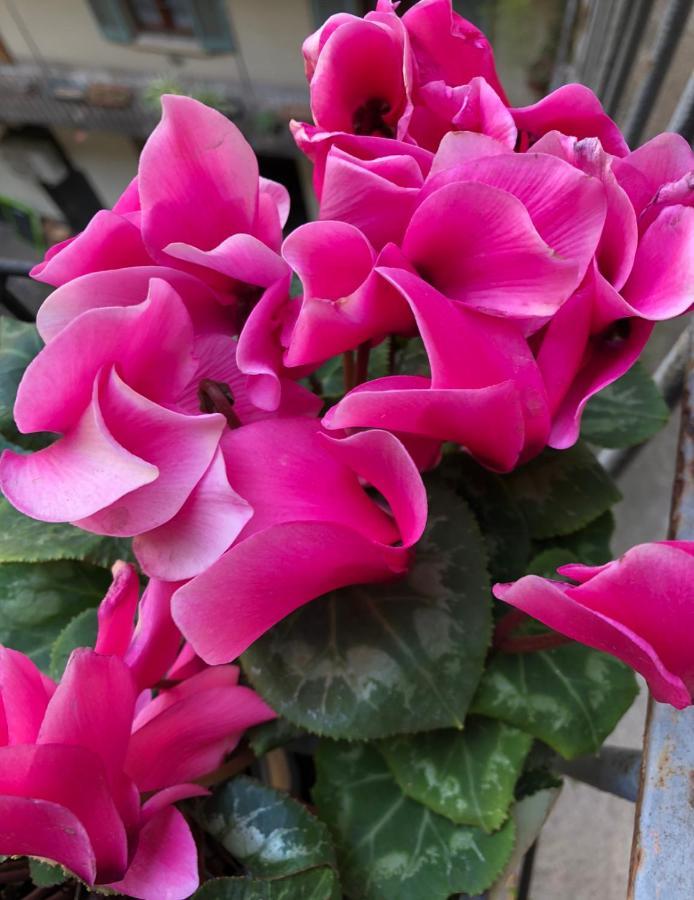 Leilighet Casa Di Lily -only The