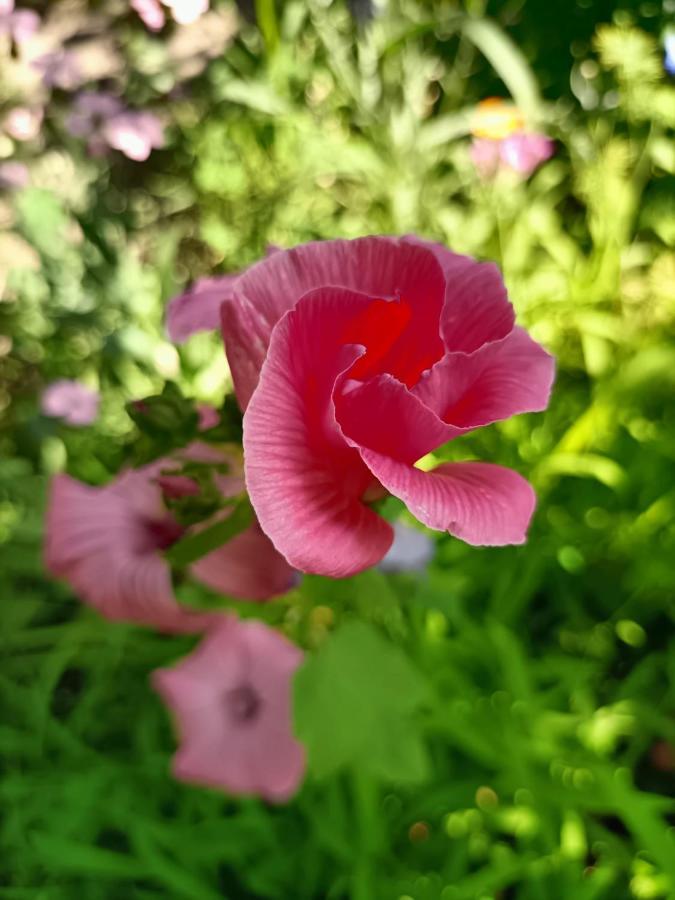 With A Garden * Mailand
