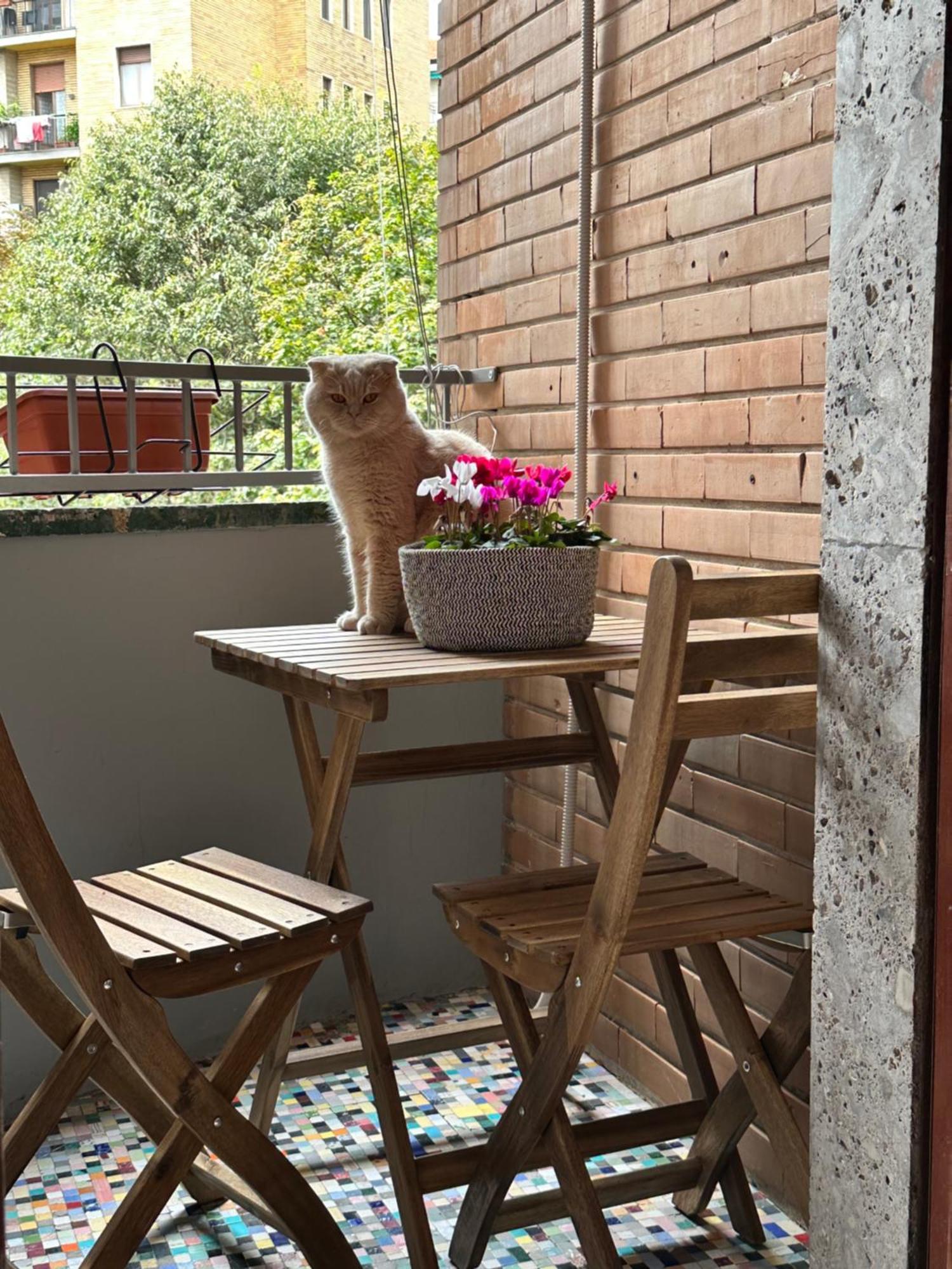 Kittens House Gasthuis Milaan