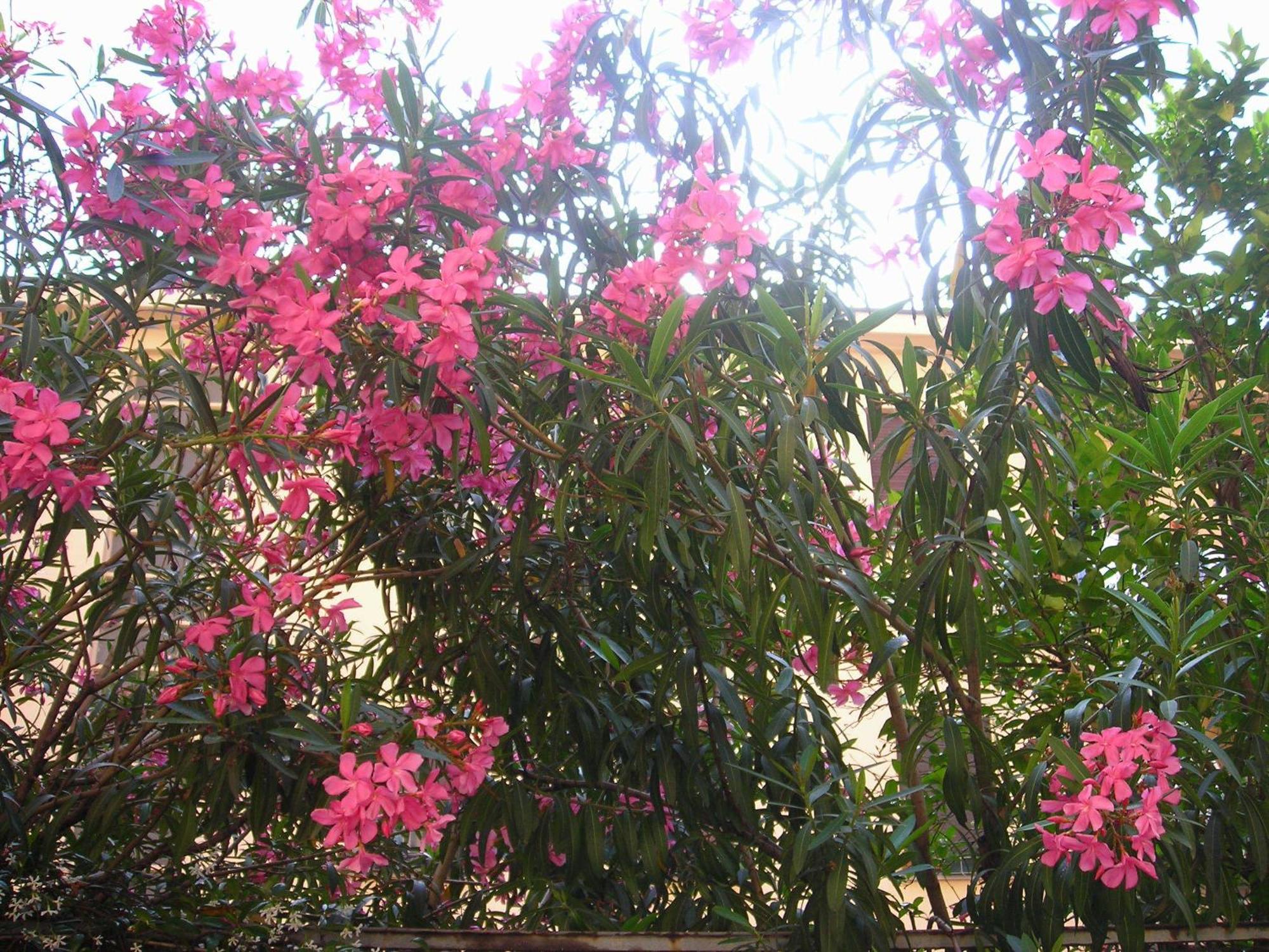 Lejlighedshotel Giusti 6