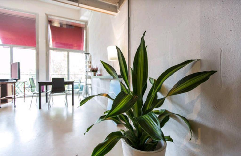Green Loft *
