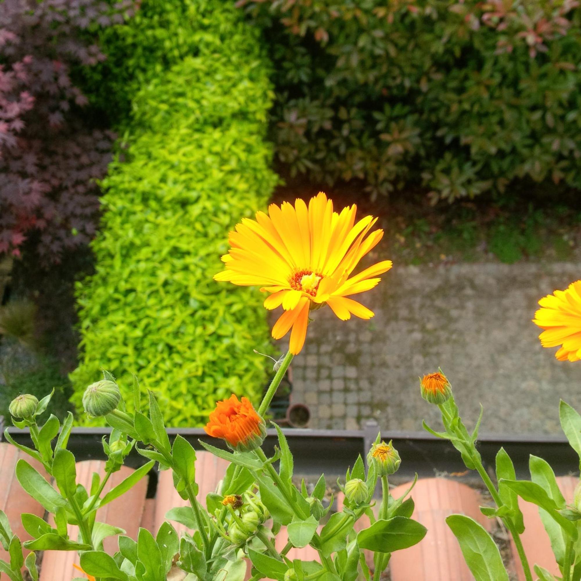 Affittacamere With Terrace In Naviglio Pavese *