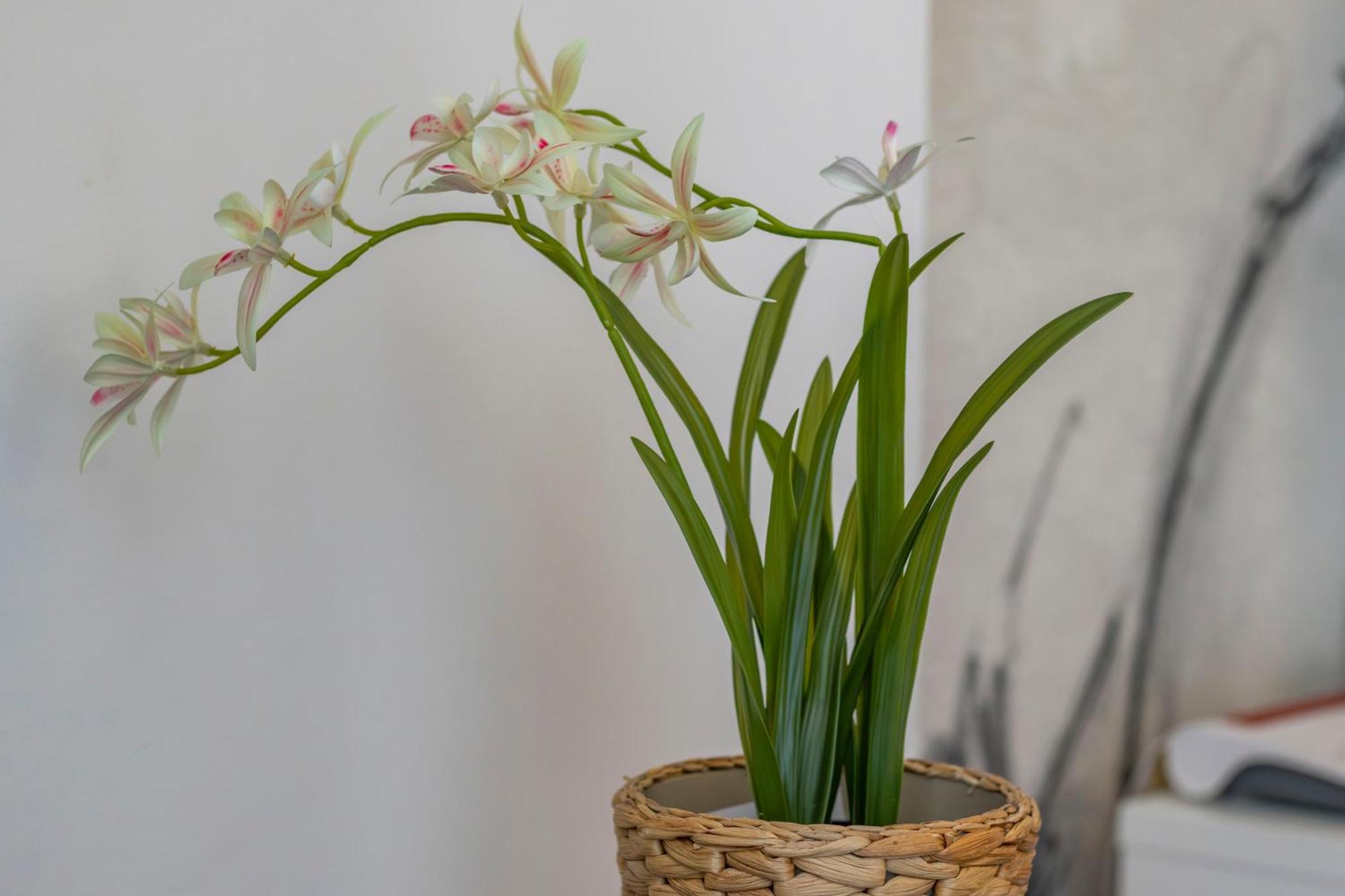 Apartment Stradivarius House - Carozzi *