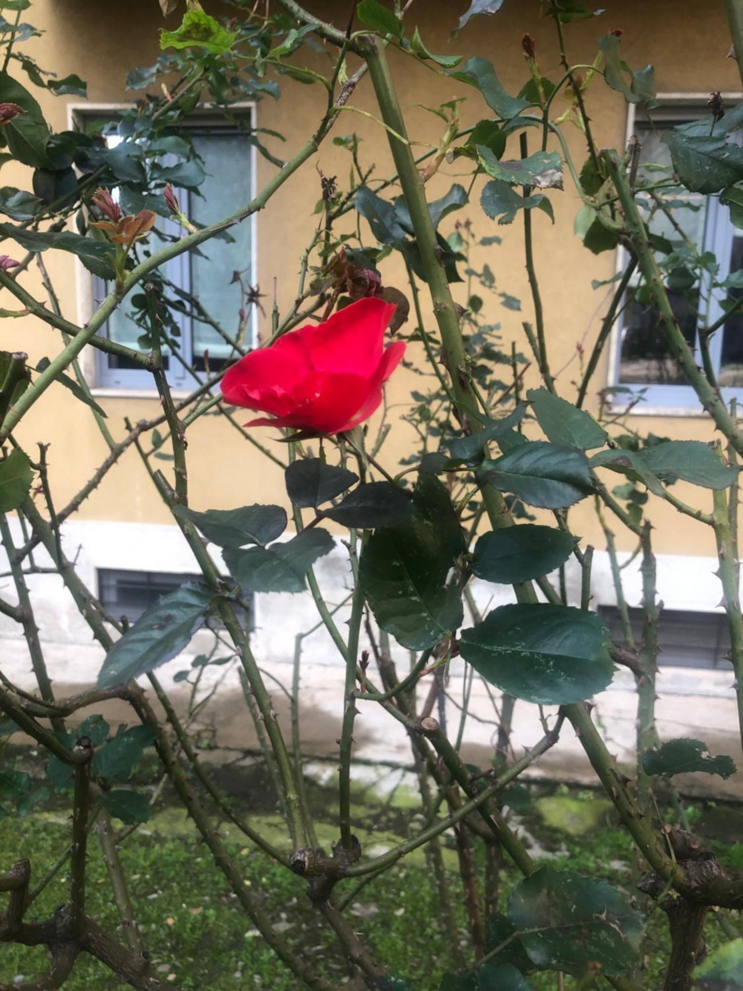Apartment Missori Rose Garden View *