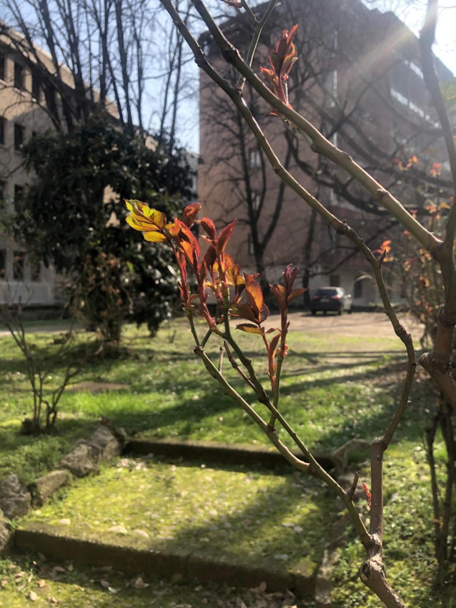 Missori Rose Garden View * Milan
