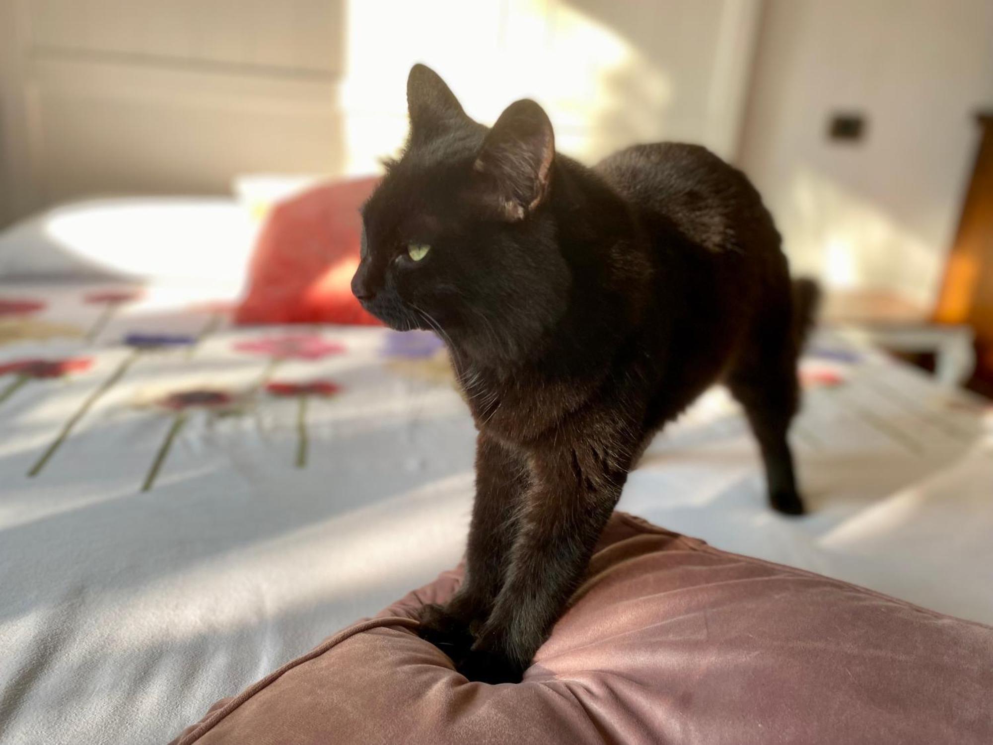 The Luxory Cat Bed & Breakfast