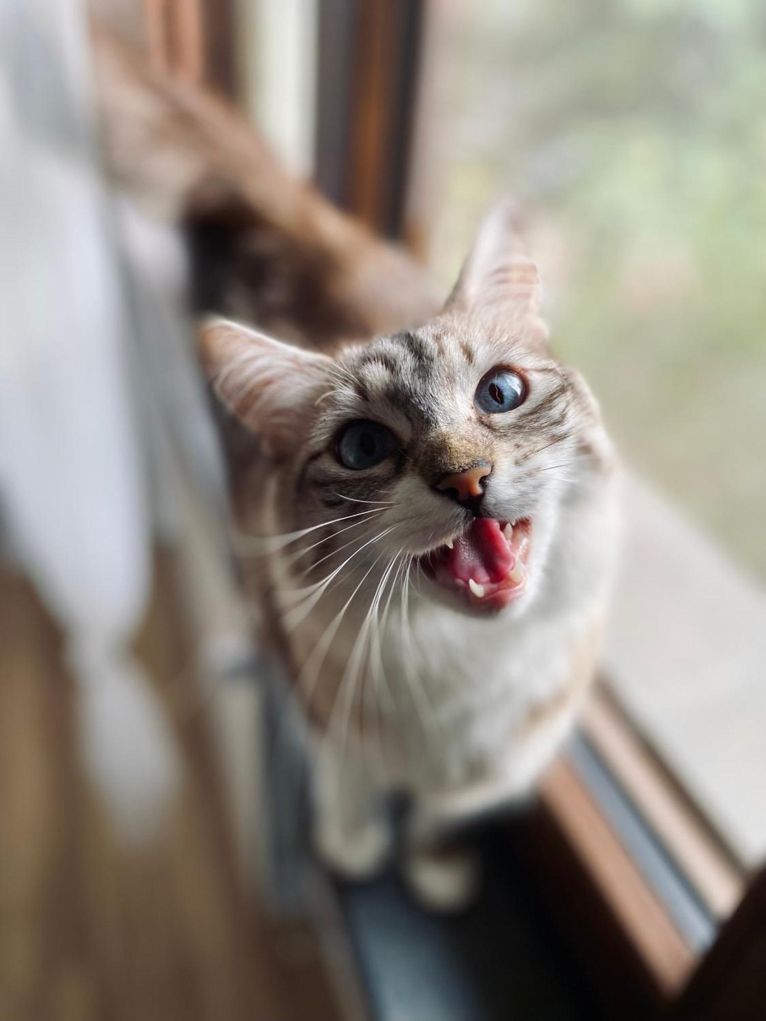 Bed & Breakfast The Luxory Cat *