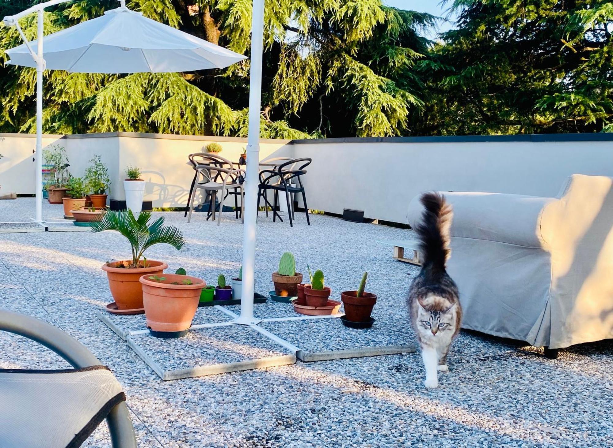 The Luxory Cat Frühstückspension Mailand