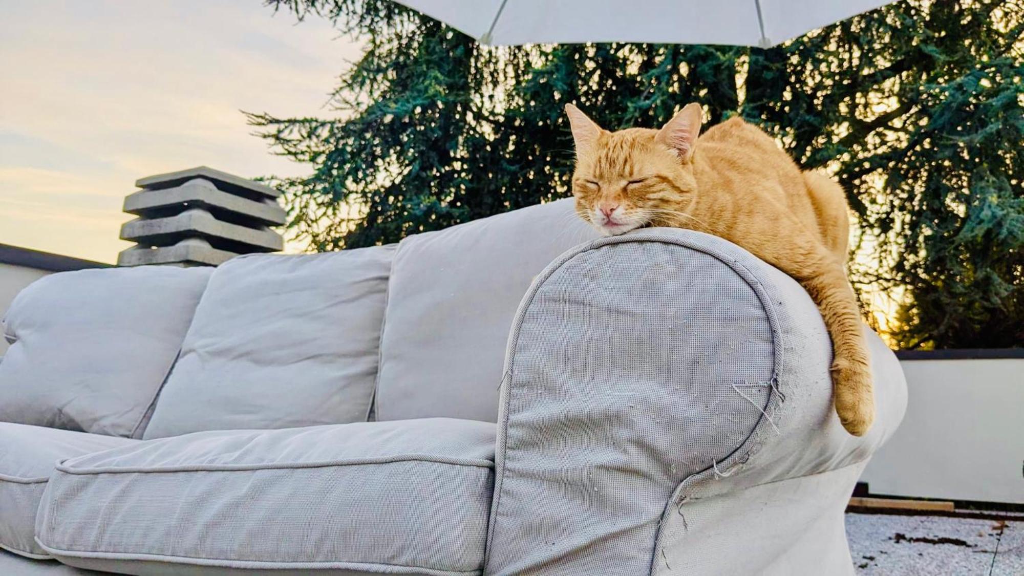 Frühstückspension The Luxory Cat