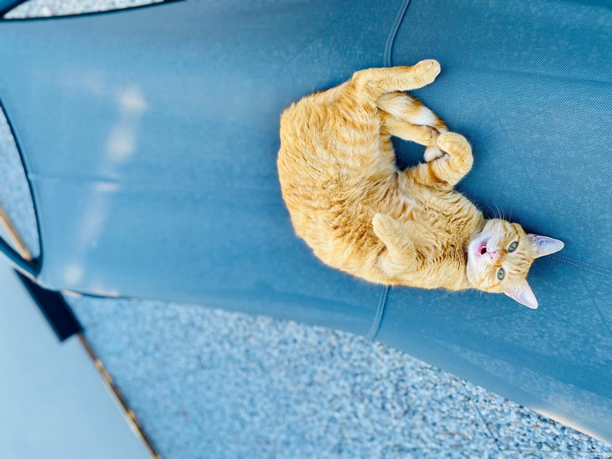 The Luxory Cat Bed & Breakfast Milano
