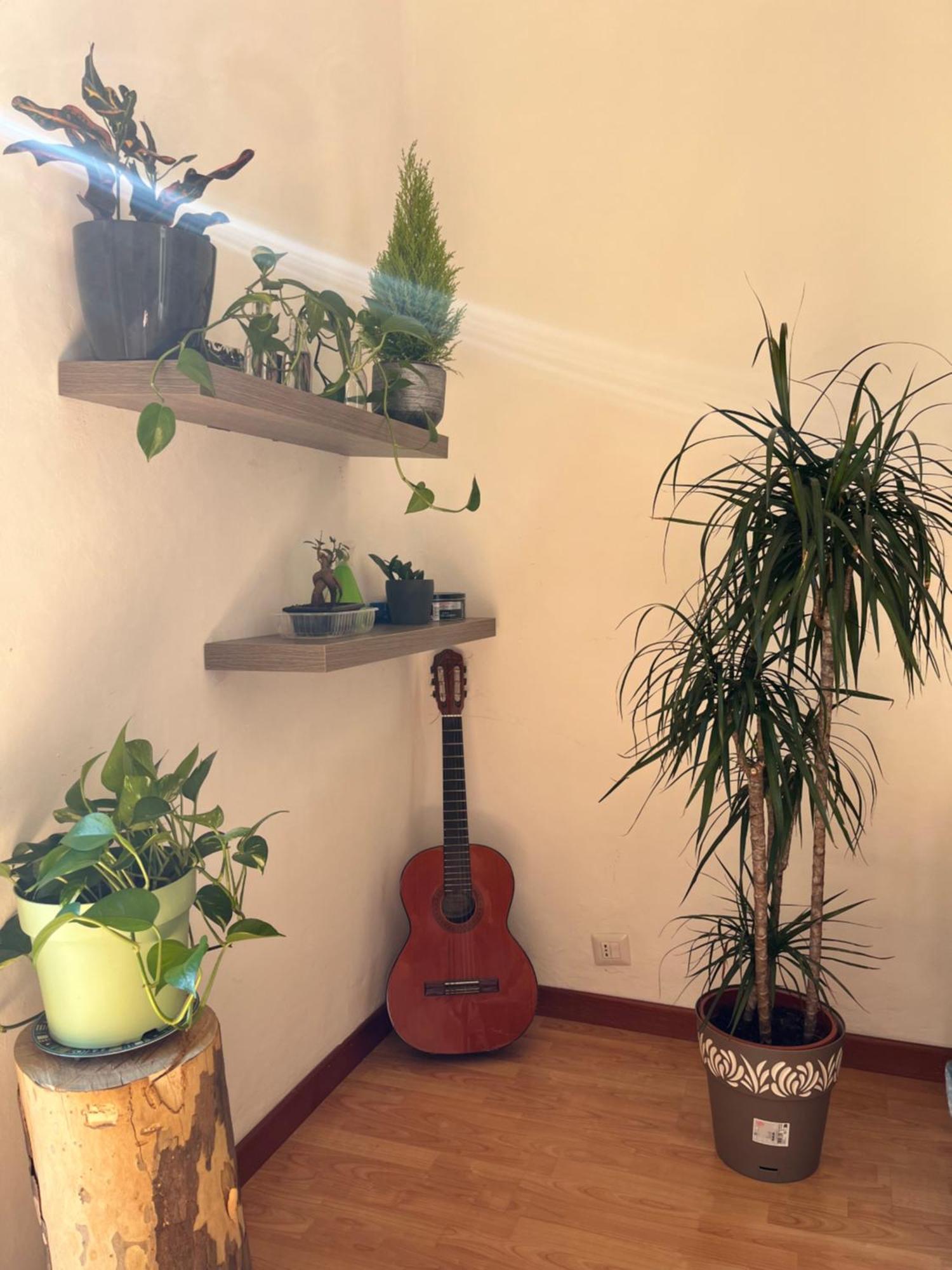 Molis's House Milan
