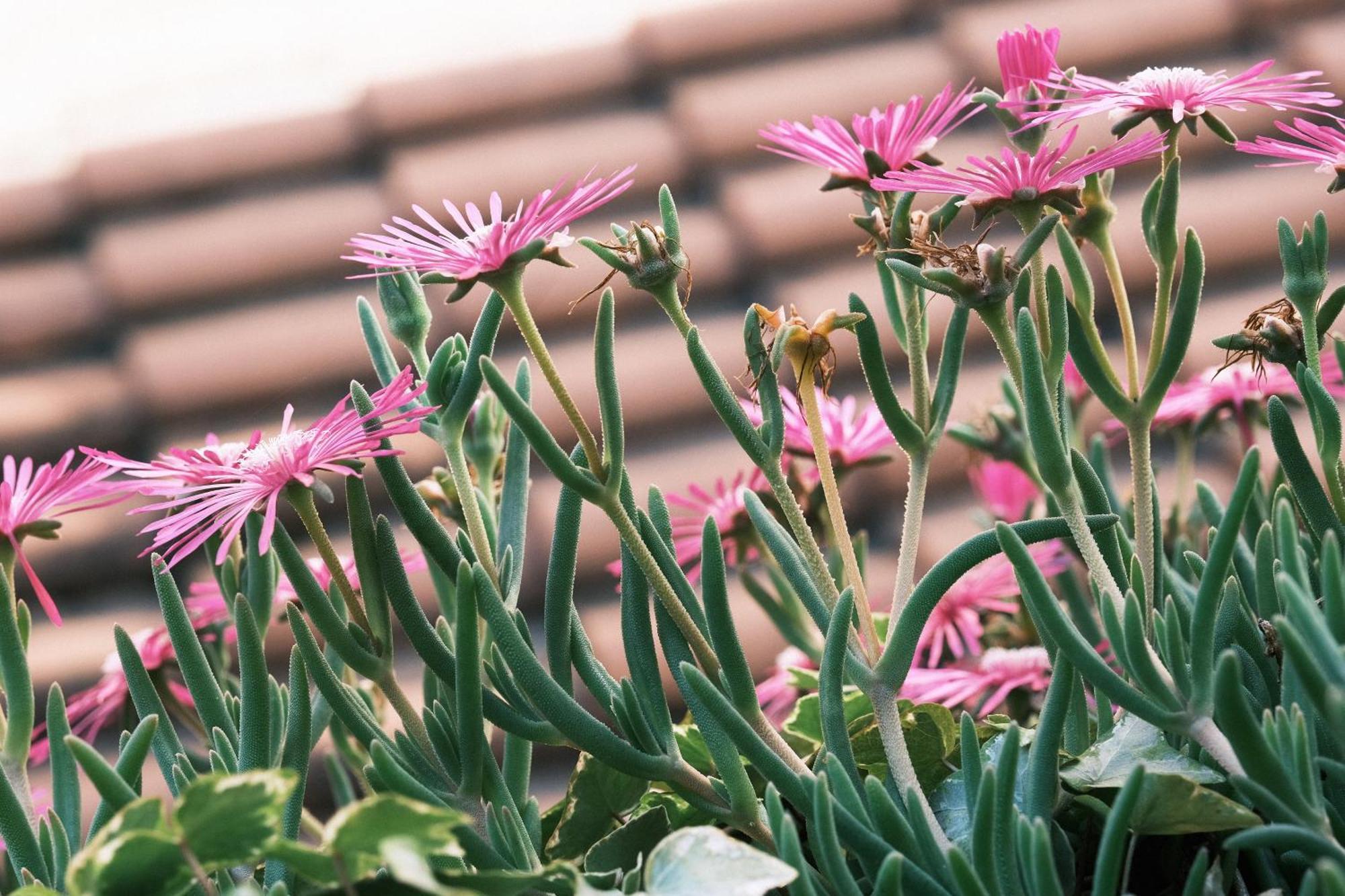 Appartement Comecasa Flowery Terraced Milaan